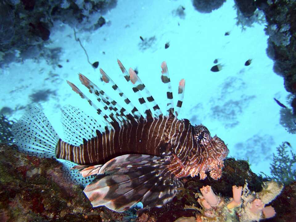 Cheap holidays to Sharks Bay | On the Beach